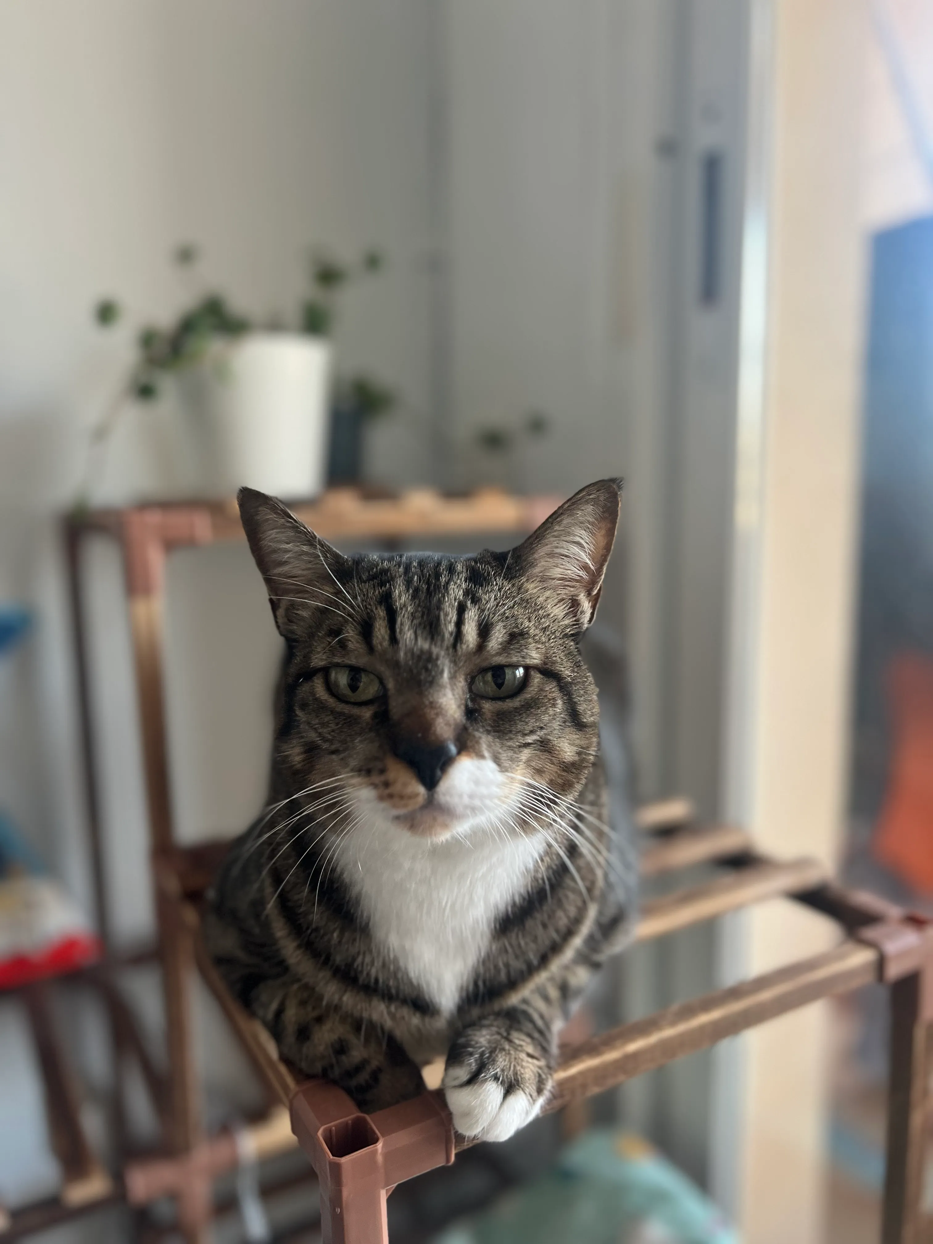 Cat enjoying a home visit in Málaga