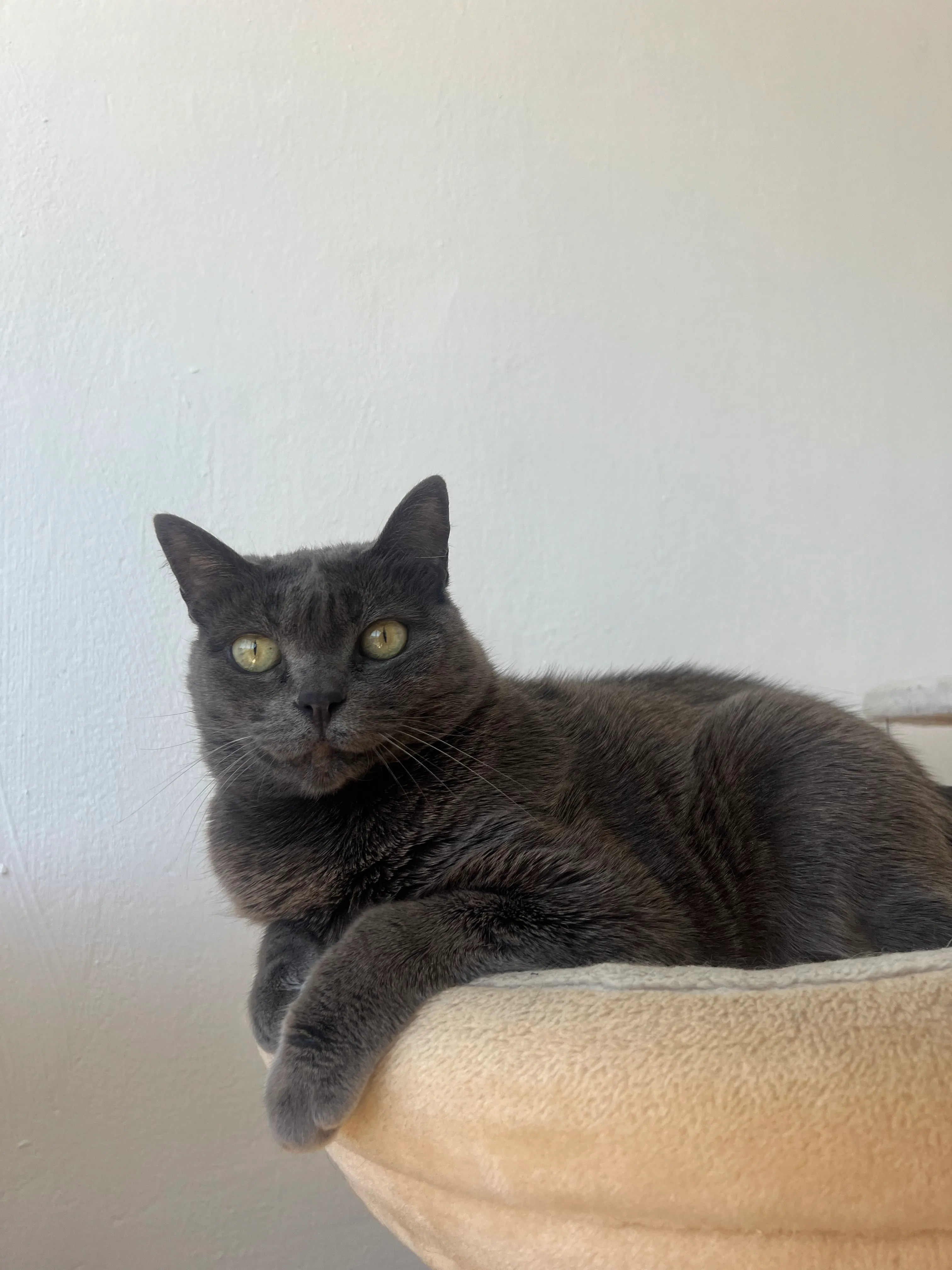 Playful cat with Patricia Cat Care