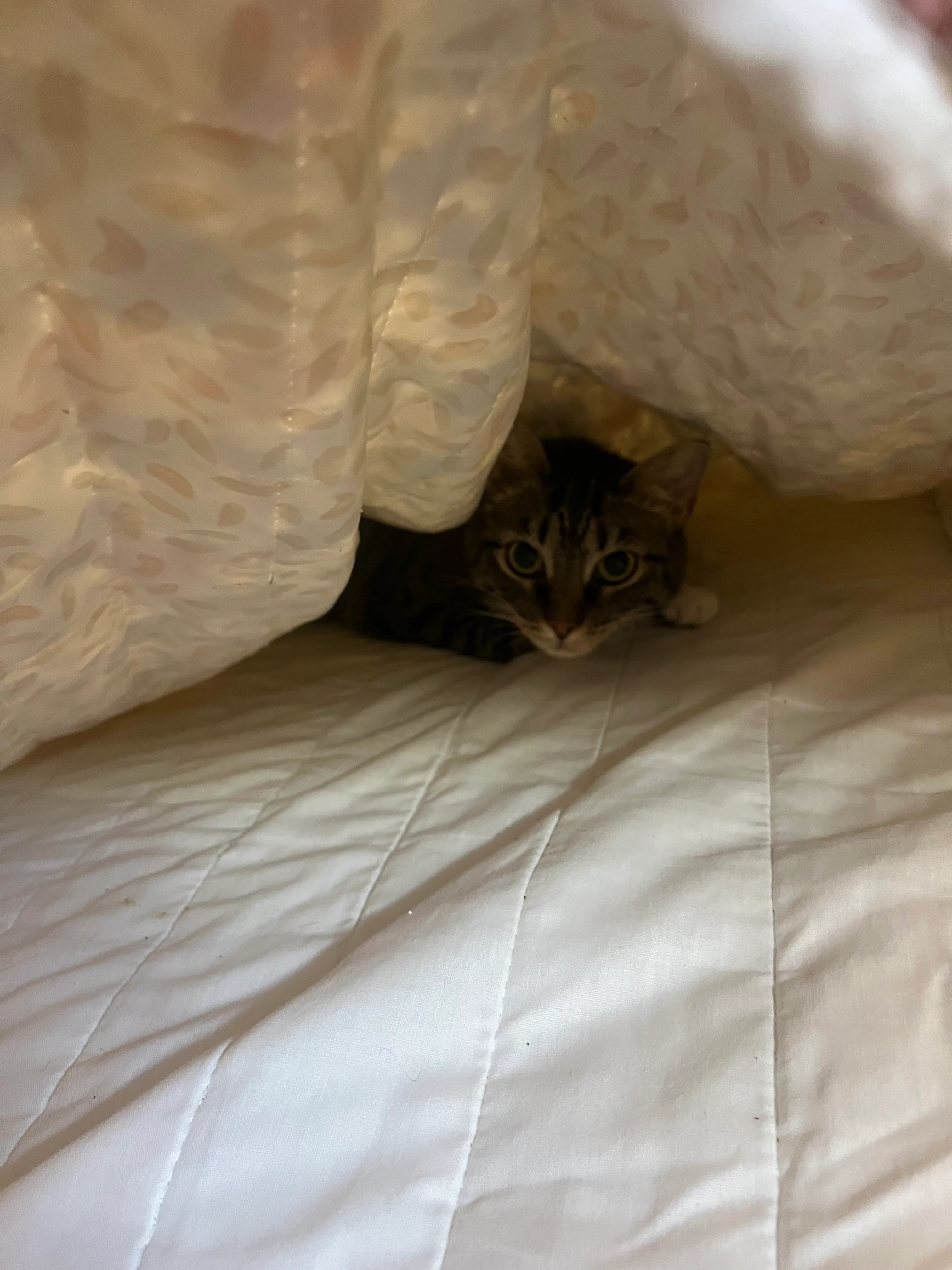 Cat exploring during a home visit