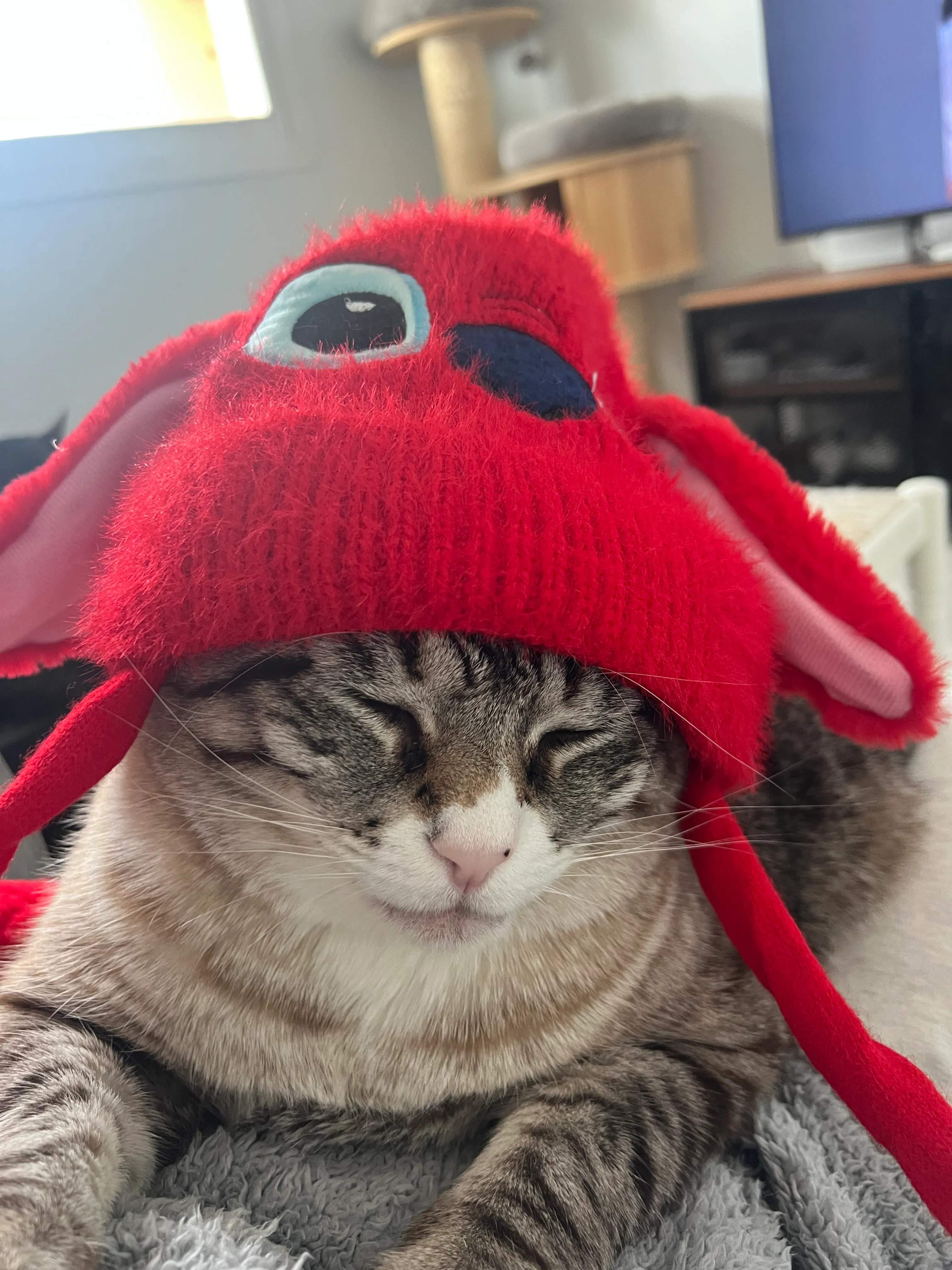 Cuddly cat with Patricia Cat Care